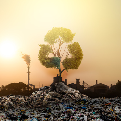 Big alone tree in the garbage . Tree of life.